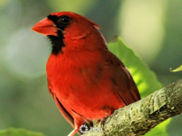 Beautiful Cardinal