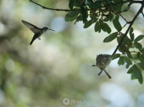 Backyard Hummer Mama