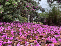 Texas Sage Flowers