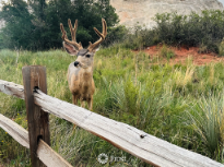 Deer in Lush Rocky Landscape