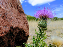 Thistle In Davis Mountains