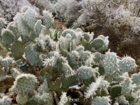 A Cold Day in Texas!