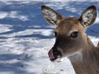 Deer In Snow