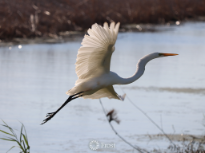 Great Egret Taking Flight