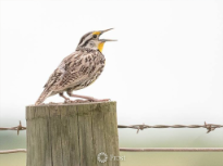 Meadowlark Singing on a Fencepost