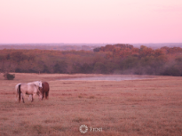 Horses In Morning Fog