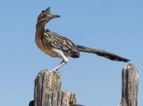 Roadrunner