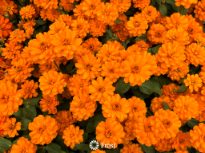 Zinnia Patch
