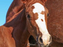 Texas Bred Colt
