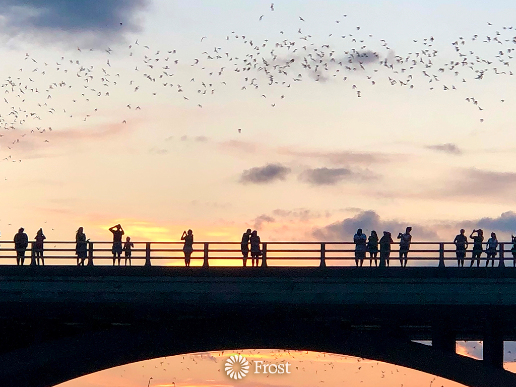 Congress Bridge Bats at Dusk