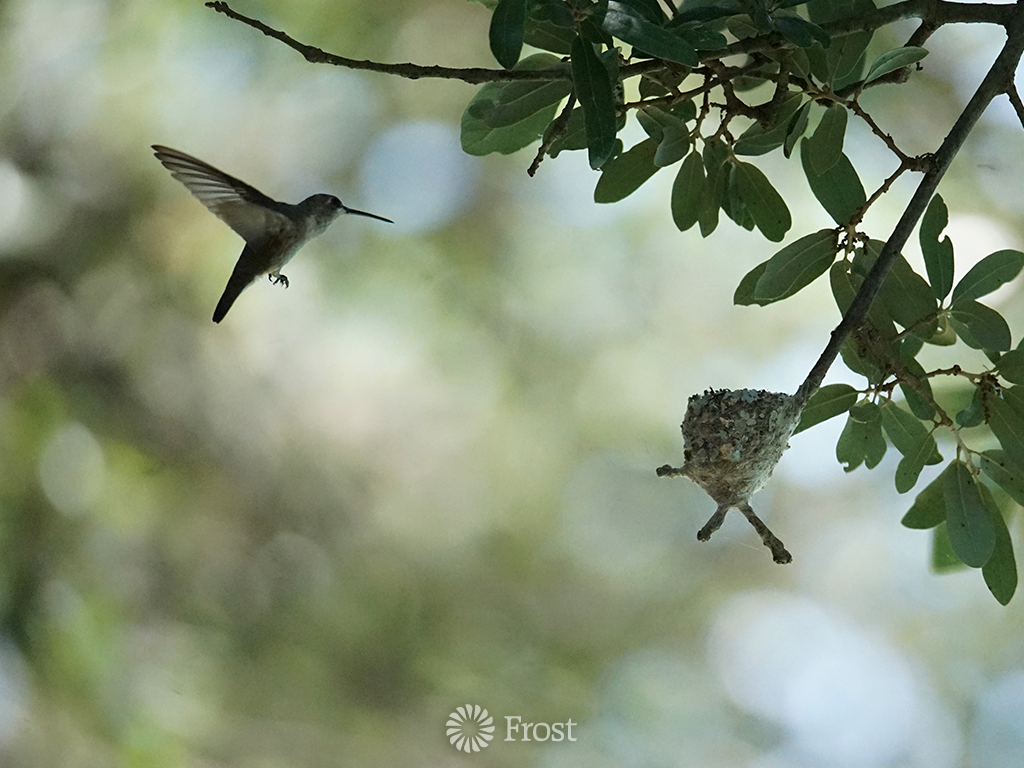 Backyard Hummer Mama