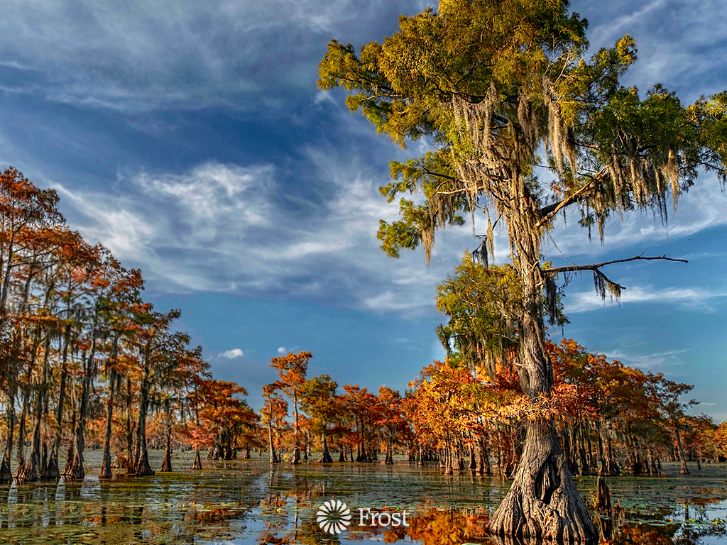 Cypress King