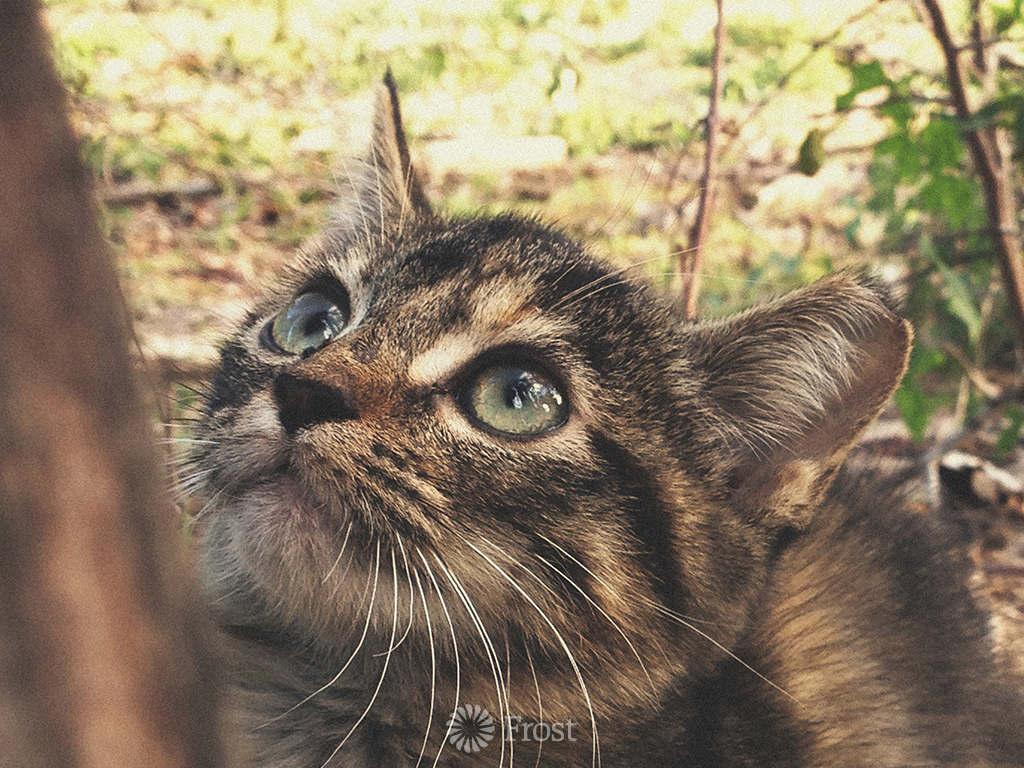 Kitten on the Ranch