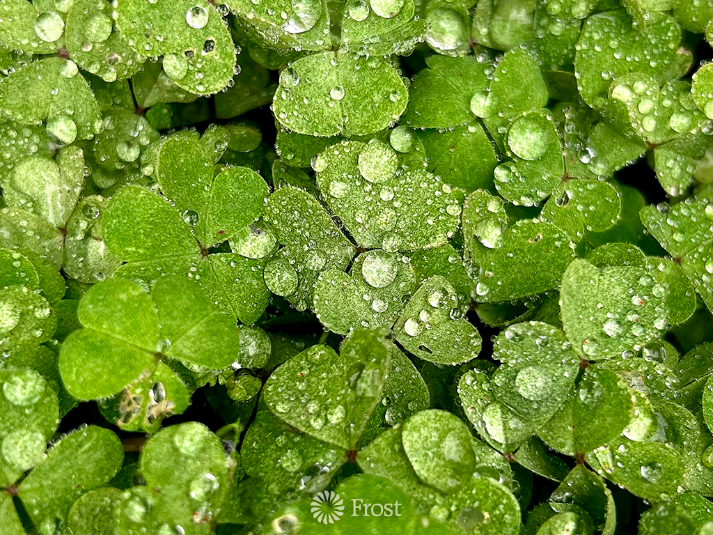 Irish Spring