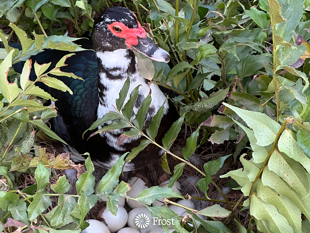 Lucky Duck